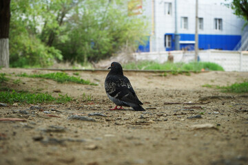 pigeons in the park
