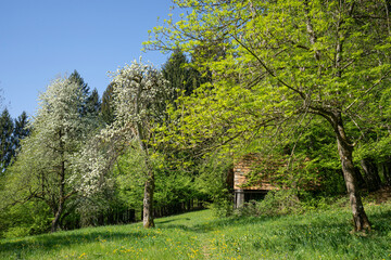 Green meadow with trees and hut in the background in the spring
