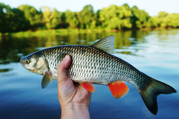 Big chub in fisherman's hand, film toned