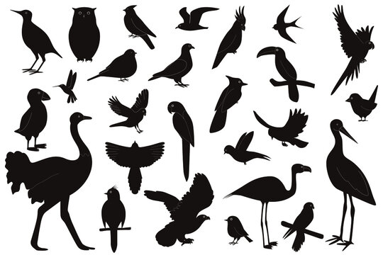 Set of birds of different species, isolated on white background. Silhouettes of birds crow, hummingbird, parrot, owl, eagle, stork. Vector illustration