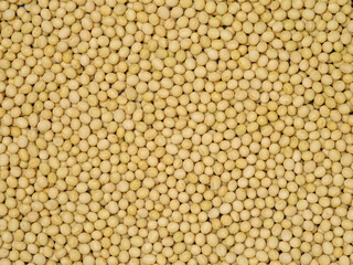 gold soybean  background 
