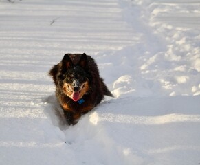 Naklejka premium Australian Cattle Dog Mix walking in deep snow