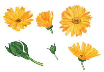 Clip art calendula flower isolated on white background. Watercolor hand painting illustration. Top view. Calendula officinalis. - obrazy, fototapety, plakaty
