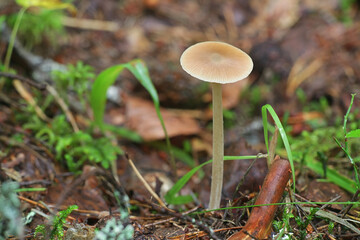 Entoloma cetratum, known as honey pinkgill, wild mushroom from Finland