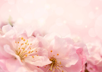 Selective focus. Spring background - pink sakura flowers, blurred background with place for text....
