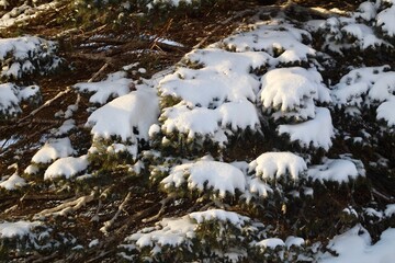Obraz na płótnie Canvas Evergreen tree with heavy snow close up
