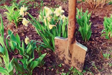 Narcissos flowers and shovel, toned