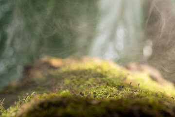 Fog in the forest, fresh morning in the forest, green moss.