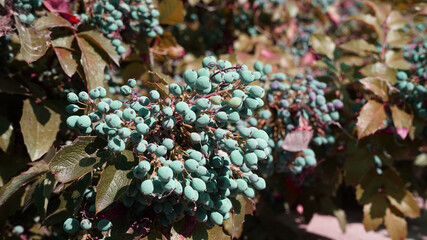colorful christmas tree