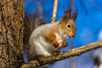 Naklejka na ściany i meble A squirrel sits on a tree and holds a seed in its paw