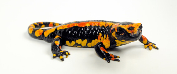 gelb-roter Feuersalamander (Salamandra salamandra terrestris) // red and yellow Fire salamander