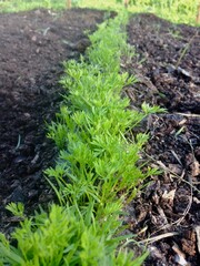 Garden greens of a carrot
