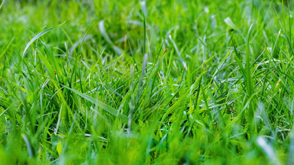 Background from green grass, green grass in the forest on the lawn