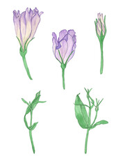 Watercolor Eustoma Lisianthus flower branch illustration isolated