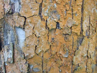 Кора деревьев