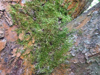 Кора деревьев