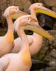 Great pink pelican at the zoo Pelecanus onocrotalus.