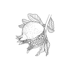 Outline drawing of ripe pranata on a branch