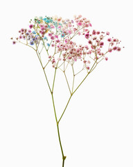 Branch of the colorful gypsophila flower