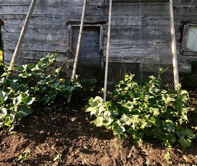 Old barn with garden plants growing