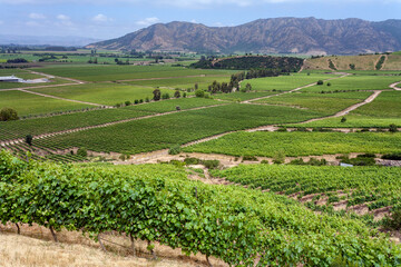 Fototapeta na wymiar Vineyards in the Colchagua Valley - Chile