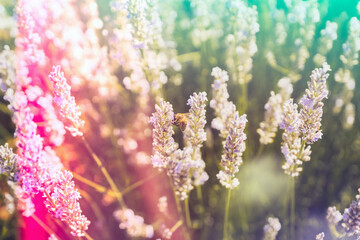 Fototapeta na wymiar Floral indie style toned background with sun glares and light leaks. Honey bee on a blooming lavender field, summer spring botanical design. Romantic feminine style. Retro film photography atmosphere.