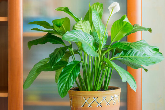 Home decorative blooming flower Spathiphyllum for the interior of the apartment, office, hall. 