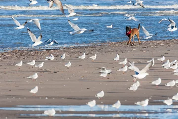 Gordijnen Dog chasing gulls at beach © AGAMI