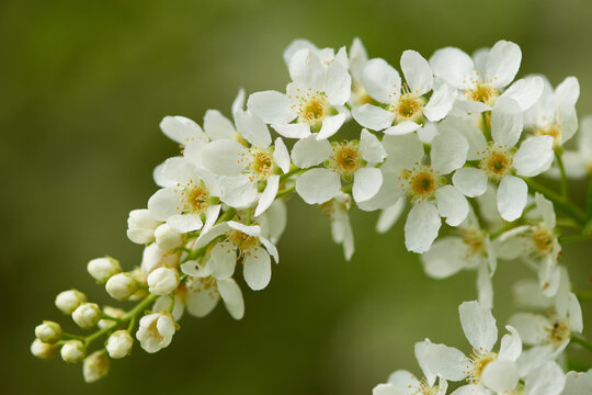 Bl&uuml;ten der Gew&ouml;hnlichen Traubenkirsche	