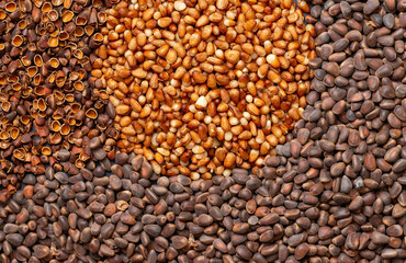 Background from Siberian pine nuts. A semicircle of peeled walnut kernels.