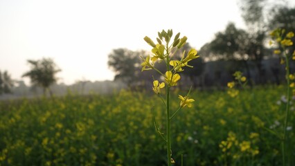 Yellow mustard flower field in India. The Mustard flower field is fully blooming.