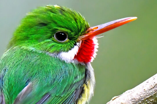 Puerto Rican Tody