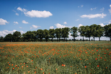 photo of a poppy flowers' green field