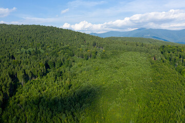 Fototapeta na wymiar Forest on a mountain, in the Southern Carpathians