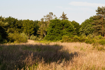 Fototapeta premium De Meinweg, Limburg, De Meinweg, Netherlands