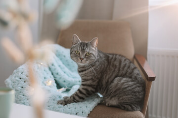  cute cat in a cozy home interior