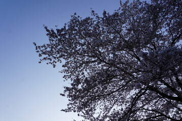 夕暮れと桜
