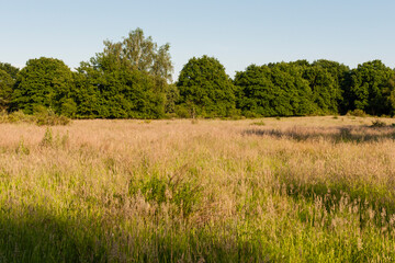 Fototapeta premium De Meinweg, Limburg, De Meinweg, Netherlands