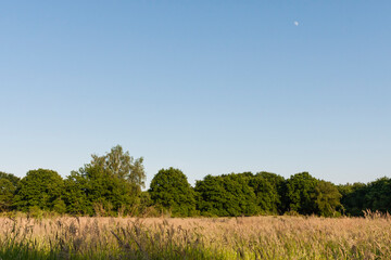 Obraz premium De Meinweg, Limburg, De Meinweg, Netherlands