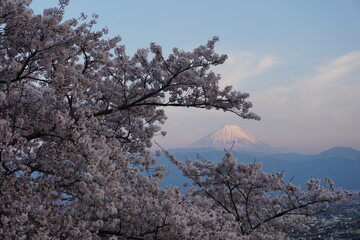 富士山と桜