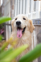 Golden Retriever dog smiling with spotted tongue, closeup dead portrait