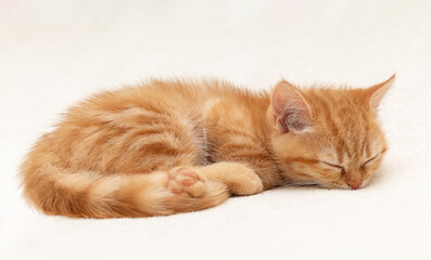 Shorthair red kitten on a light background