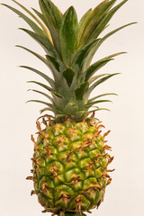 Fototapeta premium Green pineapple growing in a pot