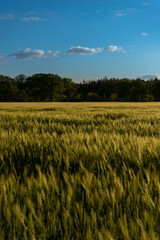 Getreidefeld an einem Sommertag zur goldenen Stunde