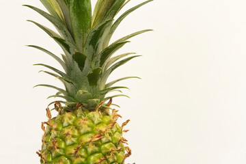 Green pineapple growing in a pot