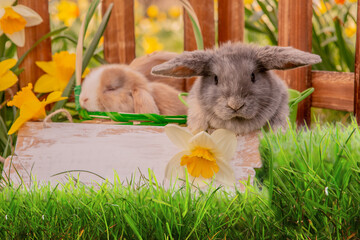 Rabbits, beauty art design of cute little easter bunny in the meadow.Spring flowers and green...