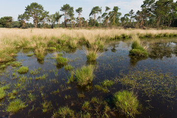 Landschap van Strabrechtse Heide, Landscape at Strabrechtse Heide