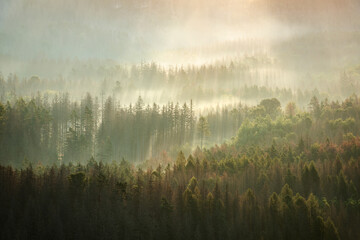 Endless Forest with Fog in the Warm Light of the Rising Sun