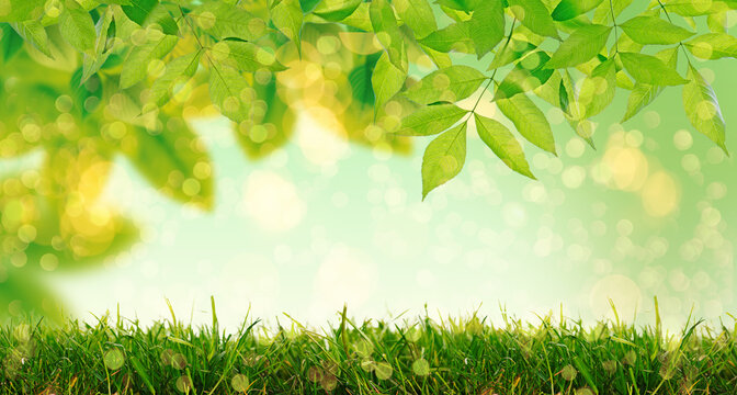 Green fresh landscape abstract background with copy space and blurred bokeh spring background.