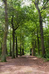 Fototapeta na wymiar Oisterwijkse Bossen en Vennen, Oisterwijk Forests and Fens
